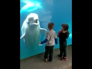 porn белуха прикольно играет с малышами hd